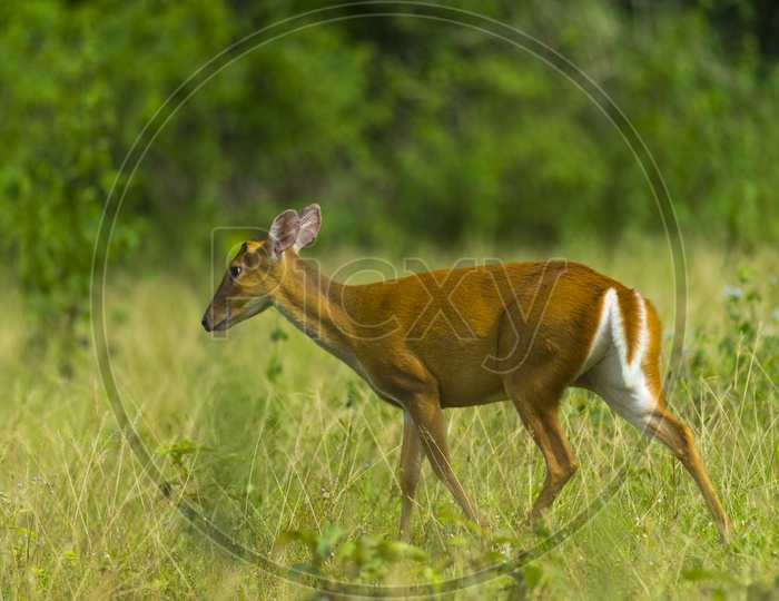 Muntiacus muntjak or fea's barking deer at  Khao Yai National Park
