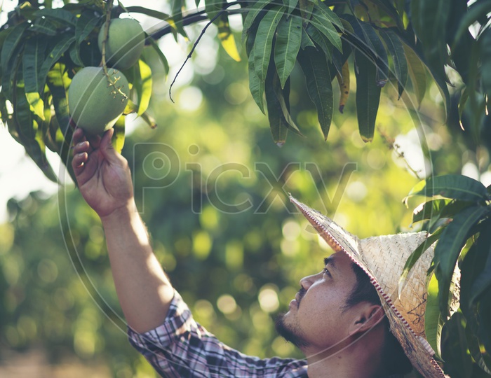 Asian young farmer checking the yield in the orchard in Thailand