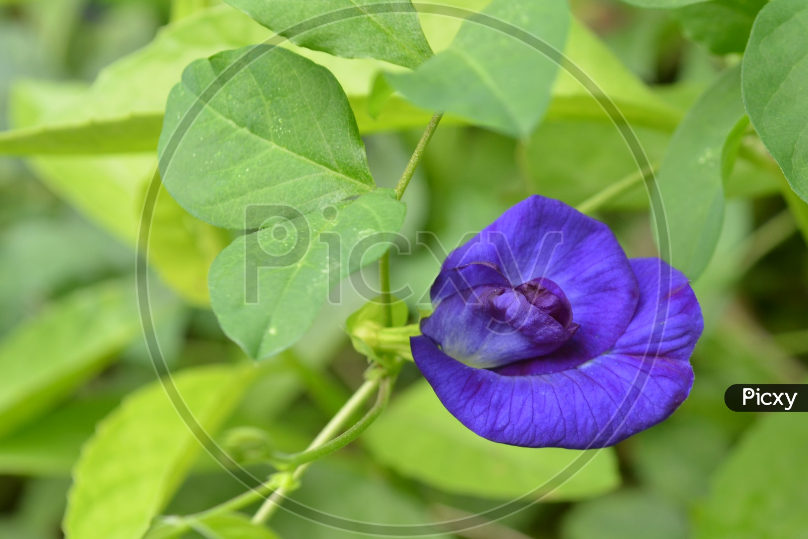 Blue Dawn Flower on Plant