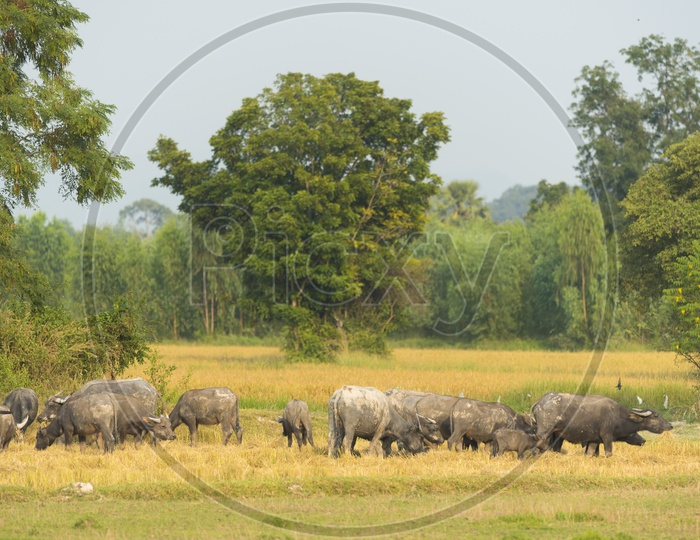 water buffaloes grazing in a Field, Thailand