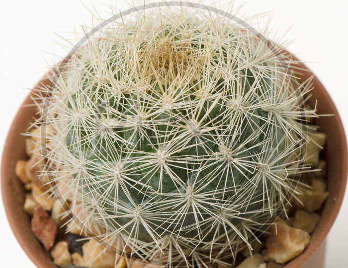 Close up of globe shaped cactus plant