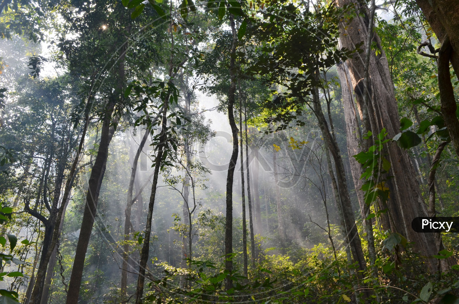 Morning rays with mist in tropical rain forest, Khao Yai National Park, Thailand