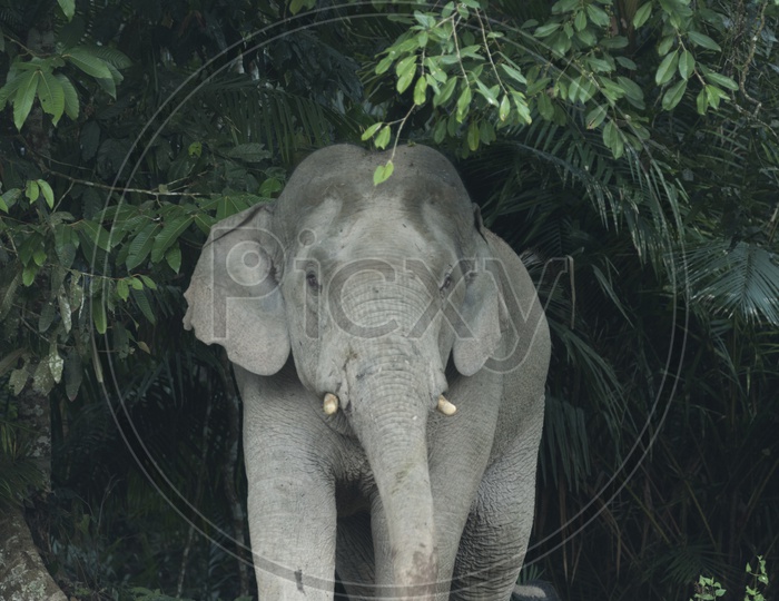 Asian elephant eating plant in Khao Yai National Park, Thailand