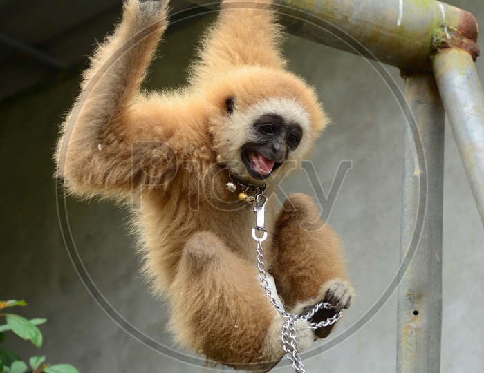 gibbon monkey with chain