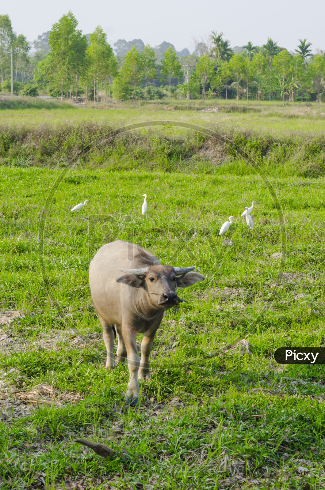 Water buffalo in a Agriculture Field, Thailand