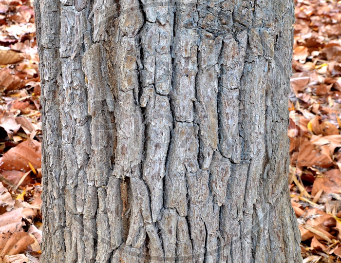 Autumn Tree Bark Texture in Thailand