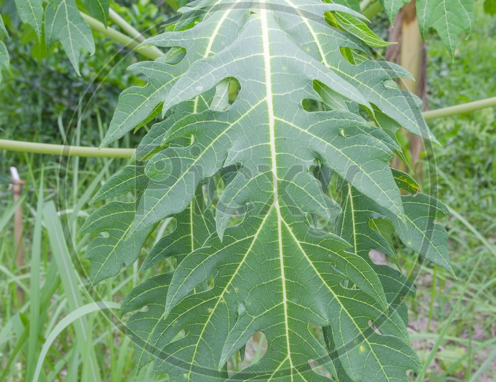 Leaf of a Papaya Tree