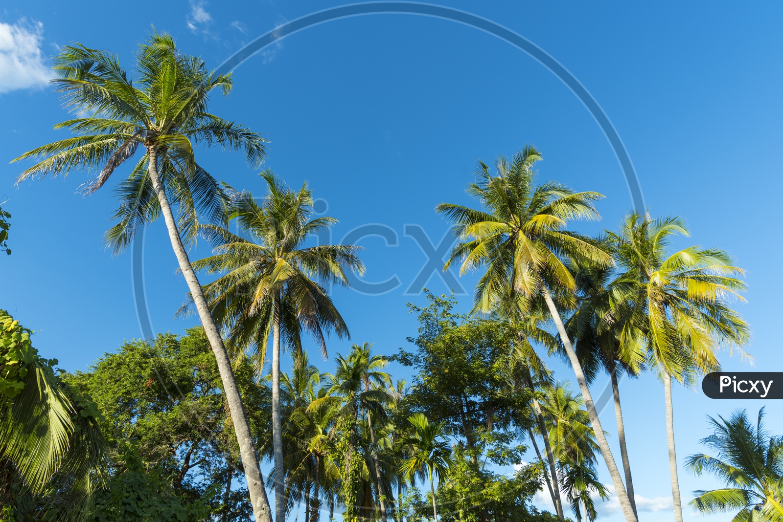 Coconut Trees with Blue Sky in Background