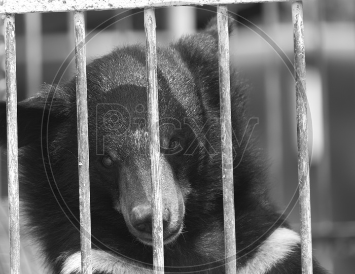 black bear in zoo cage