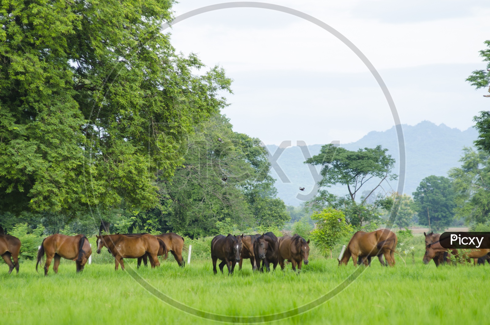 Herd of horses in the Thailand pasture