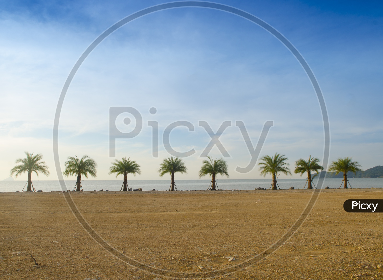 Palm Trees In a Beach With Sky and Beach Sand