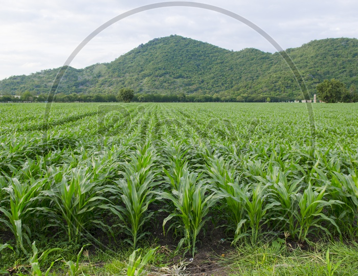 A Corn Field in Thailand