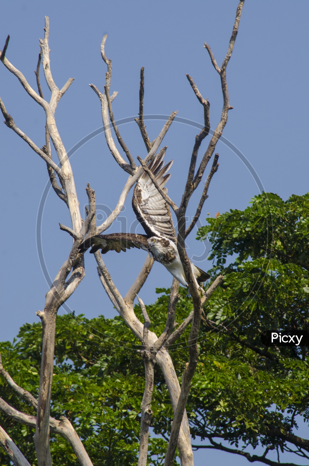 An Osprey taking off from a tree