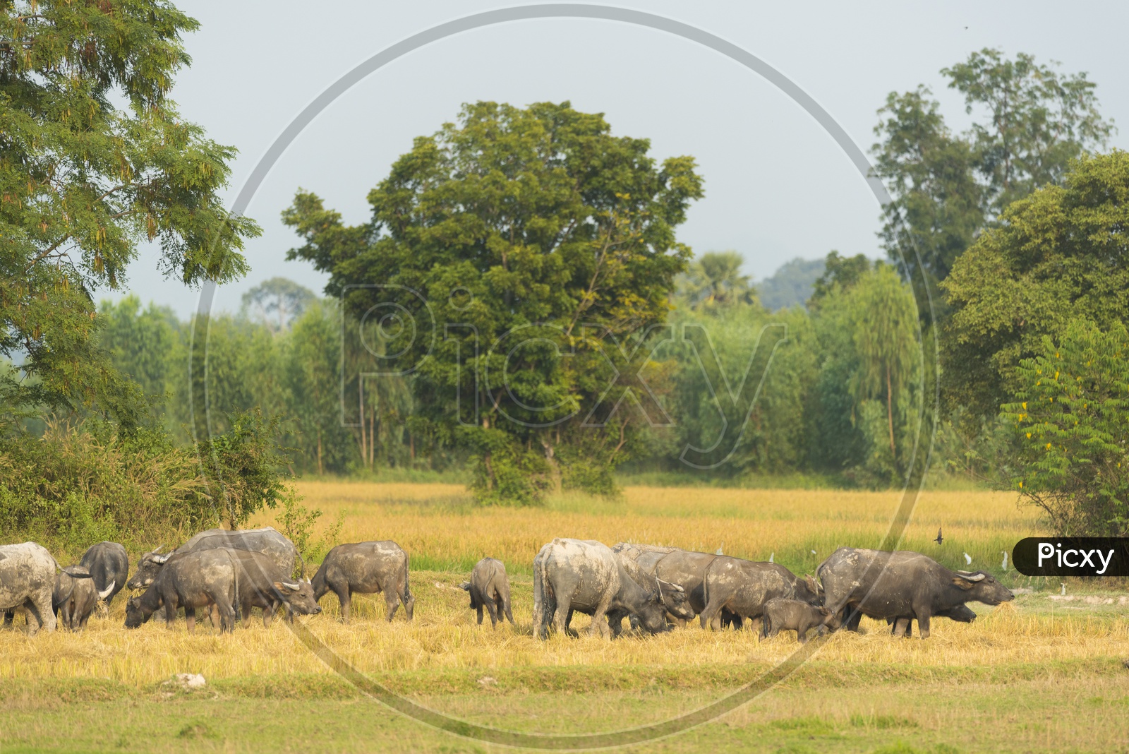 water buffaloes grazing in a Field, Thailand