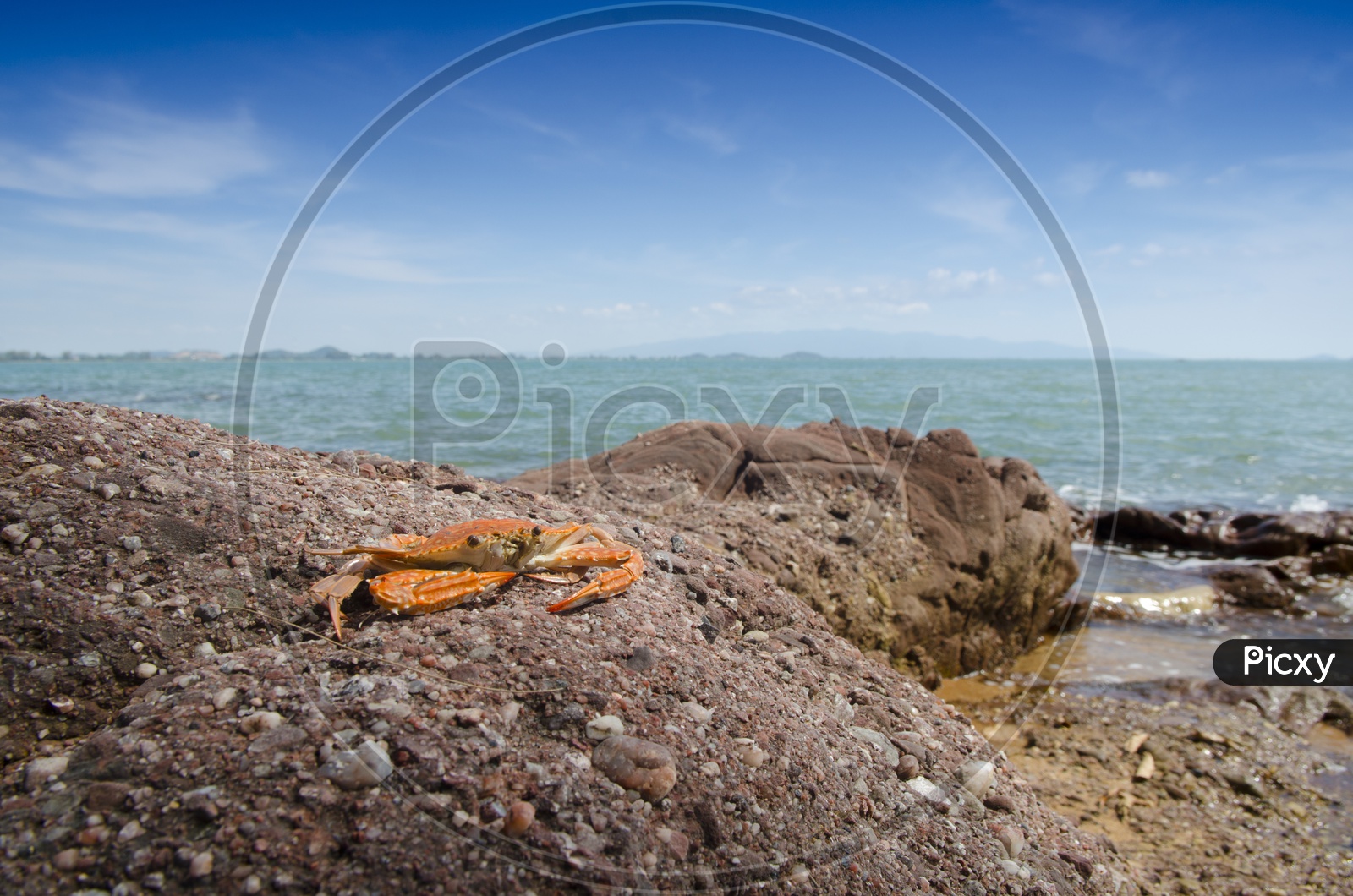 A Crab on beach, Thailand