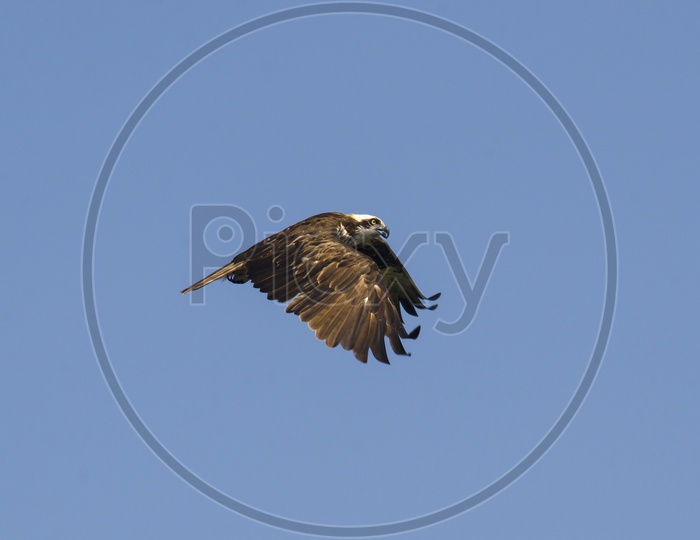 An Osprey bird in flight