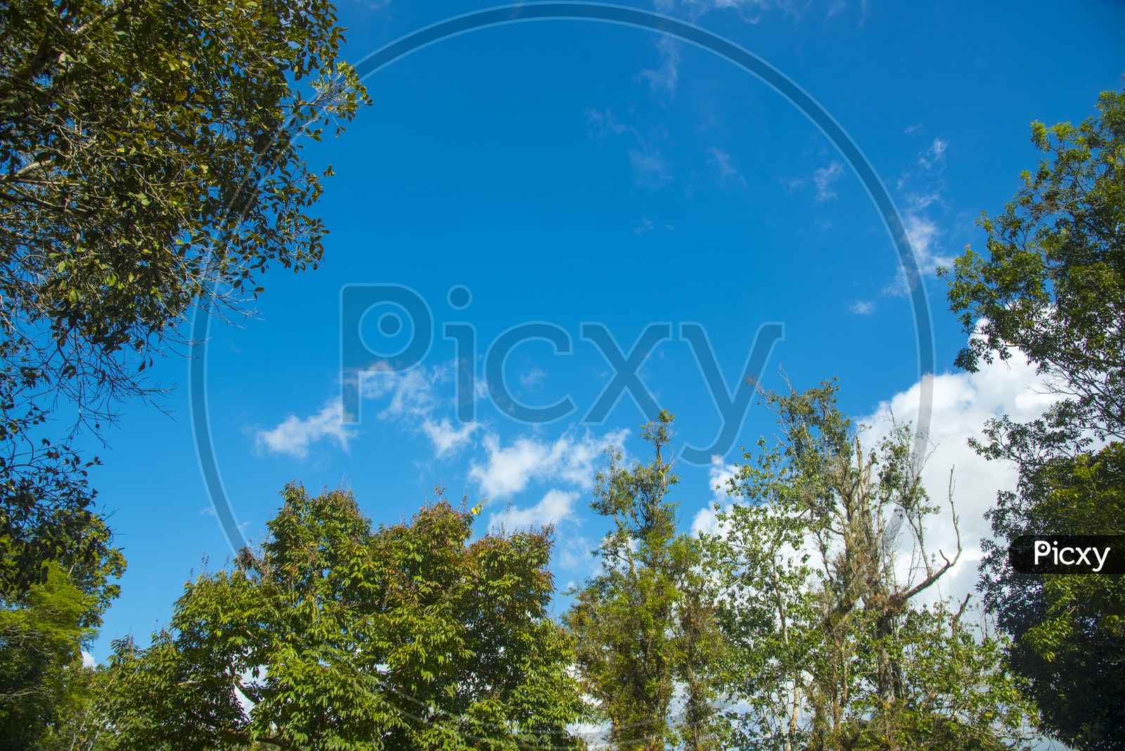 Canopy trees with blue sky