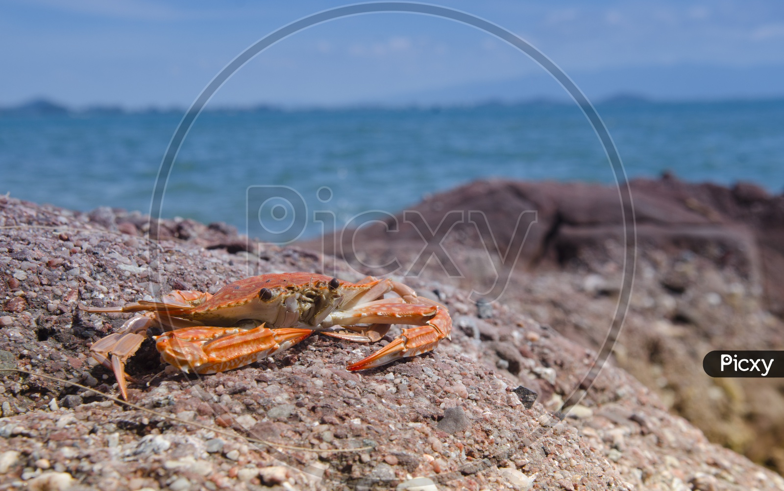 A Crab on beach, Thailand
