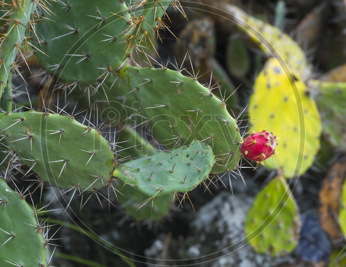cactus flower on the cactus leaf