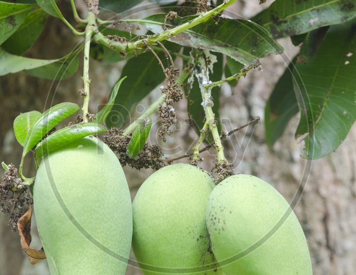 Mango fruit on tree in the mango orchard organic garden