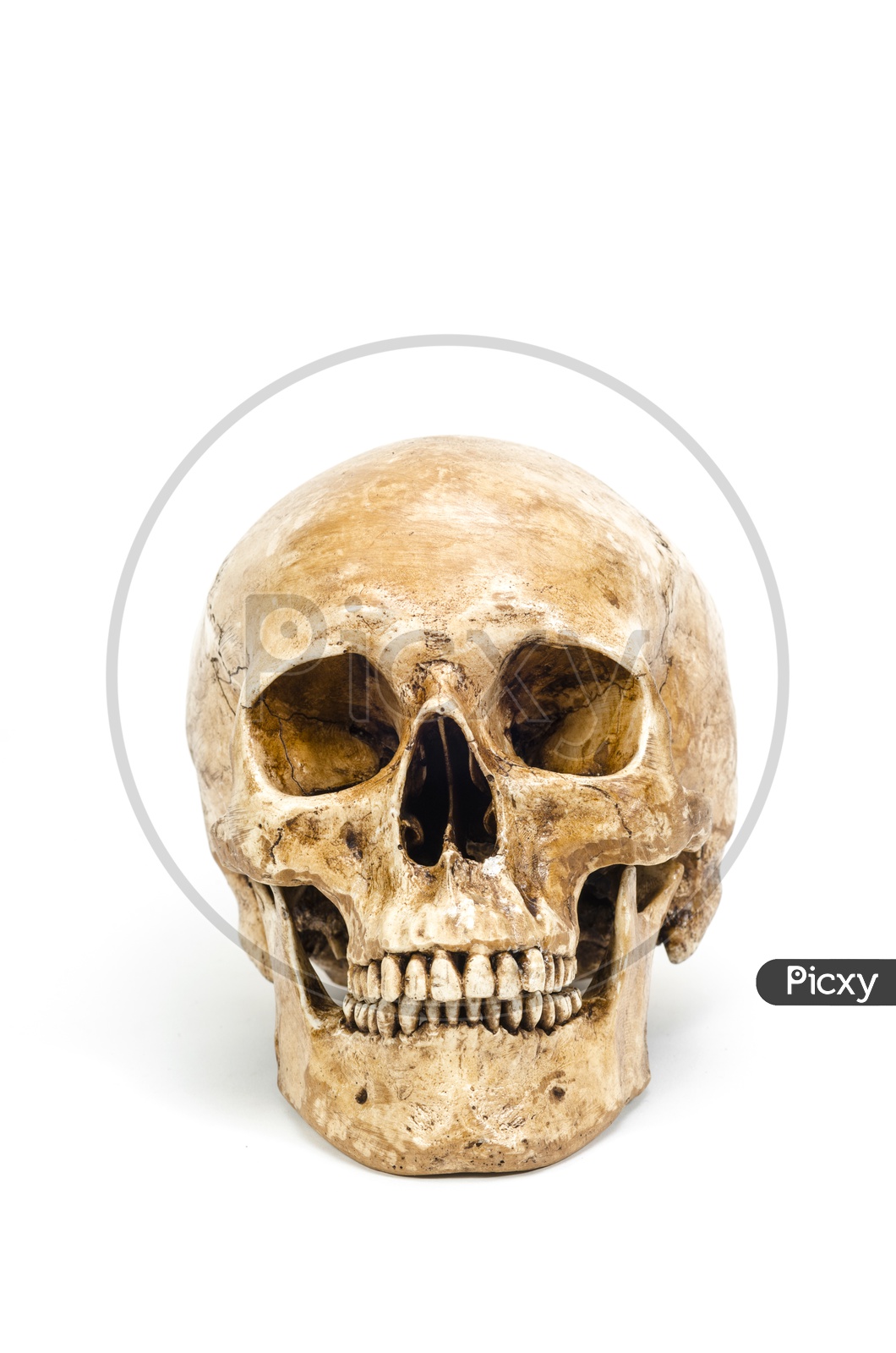 Front view of human skull isolated on white background