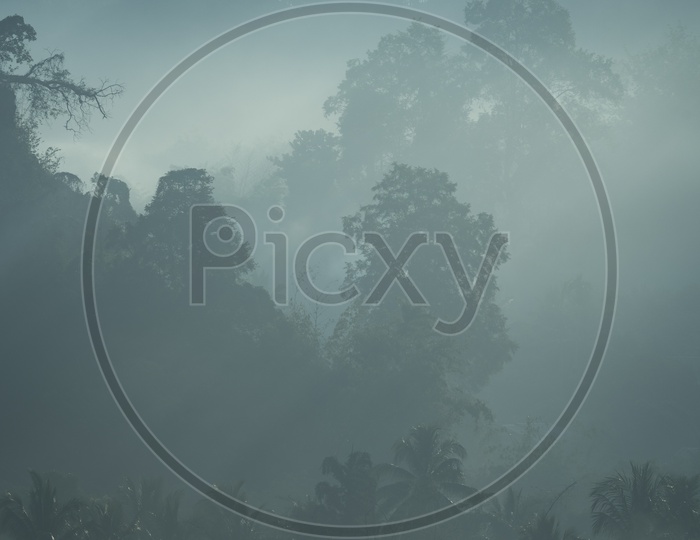 Trees Covered with Fog in tropical rain forest, Khao Yai National Park, Thailand