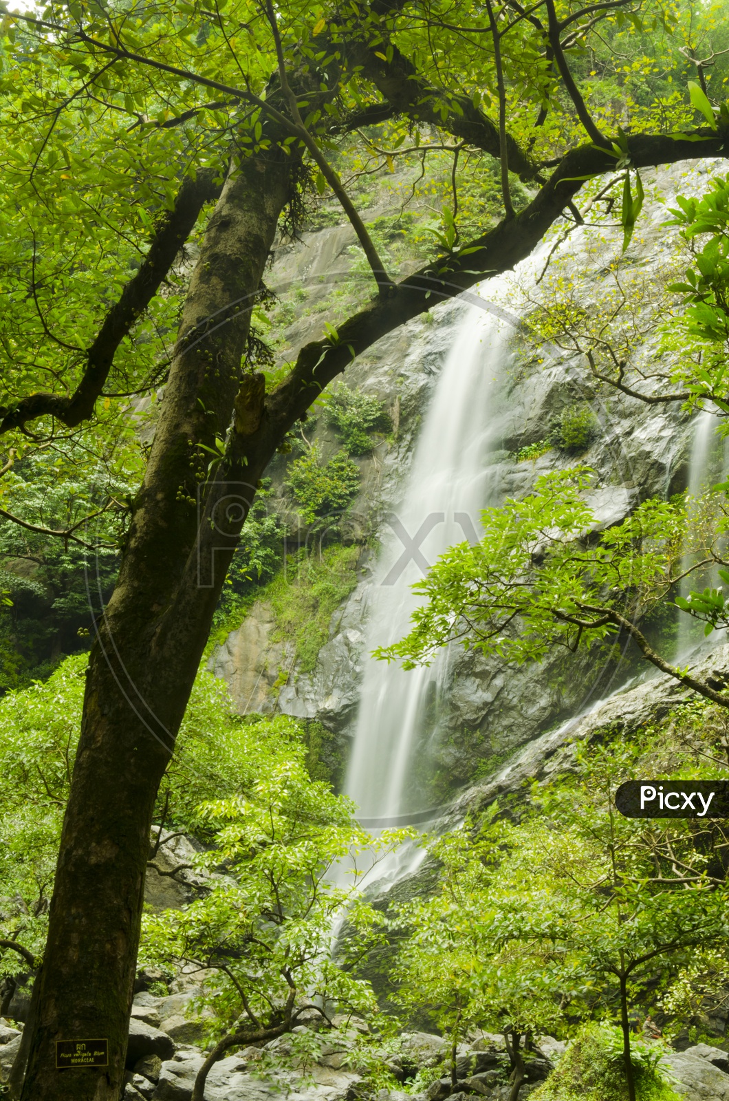 Trees alongside the Klong lan Waterfalls in Thailand