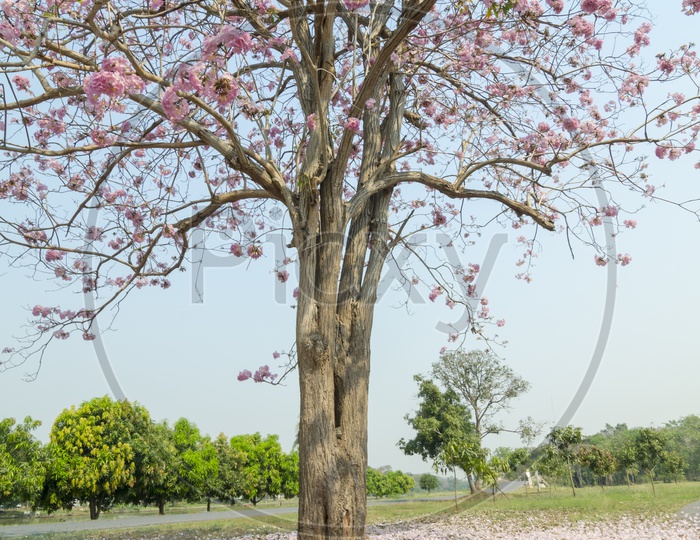 A Cherry Blossom Tree during fall in Thailand Garden