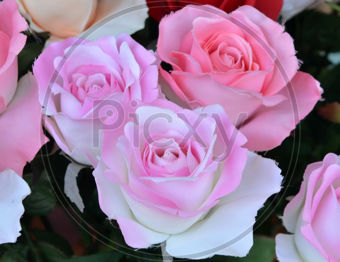 beautiful rose flowers for Valentine's Day