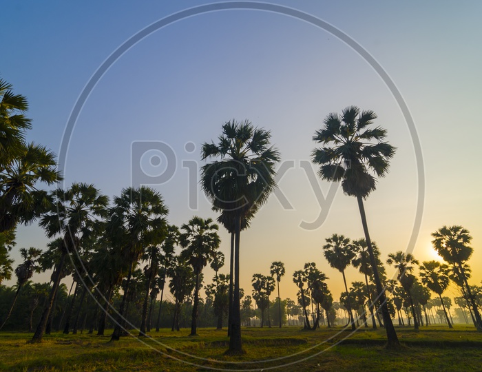 Palm Trees in tropical forest during sunset in Thailand