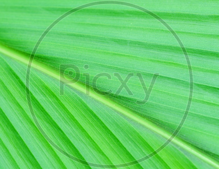 Lines and textures of Green Palm leaves