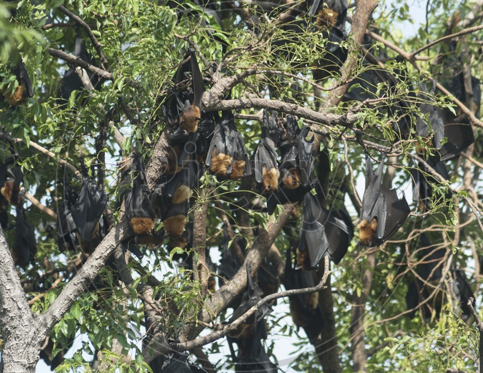 Giant black bats in Khao Yai national park, Thailand