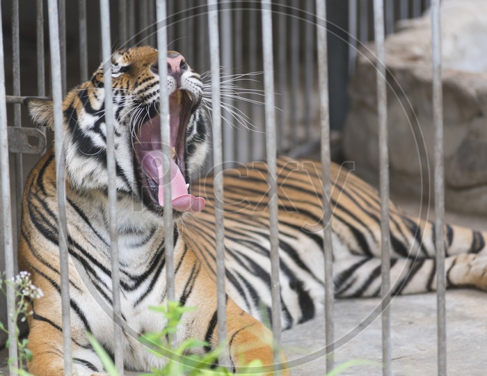 A Tiger yawning in a Cage