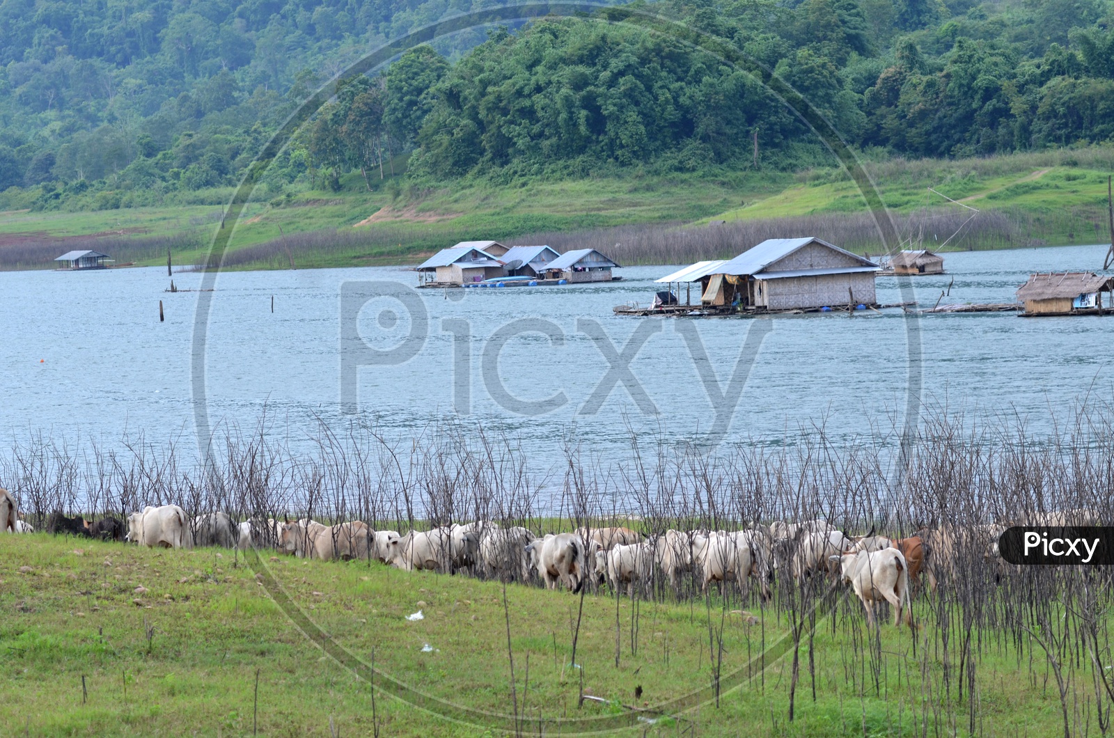 Cows in a meadow along the riverside, Thailand