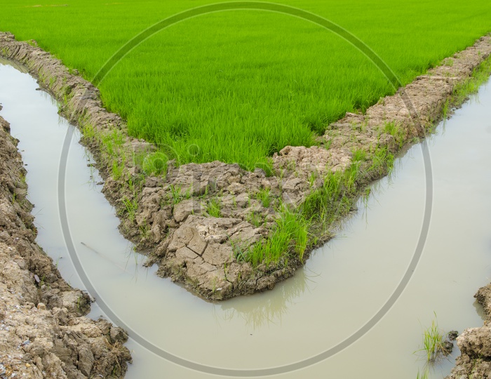 A Water canal by the Rice fields in Thailand