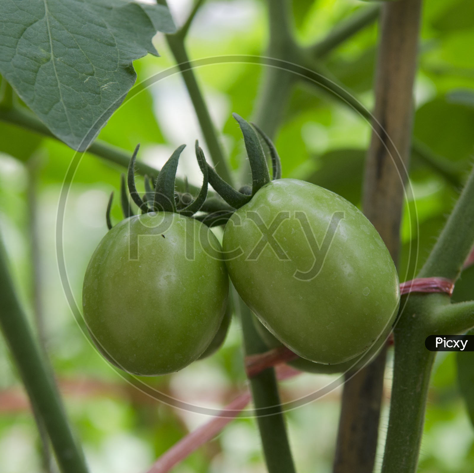 Close up of Green Tomatoes in a Thai garden