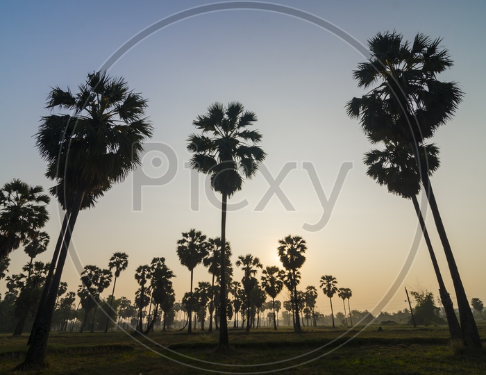 A Group of Palm trees in tropical forest during sunset in Thailand