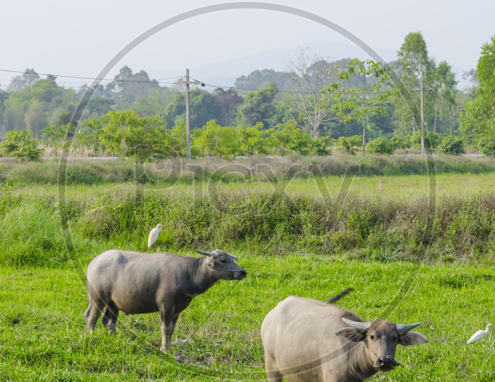 Water buffaloes in a Agriculture Field, Thailand
