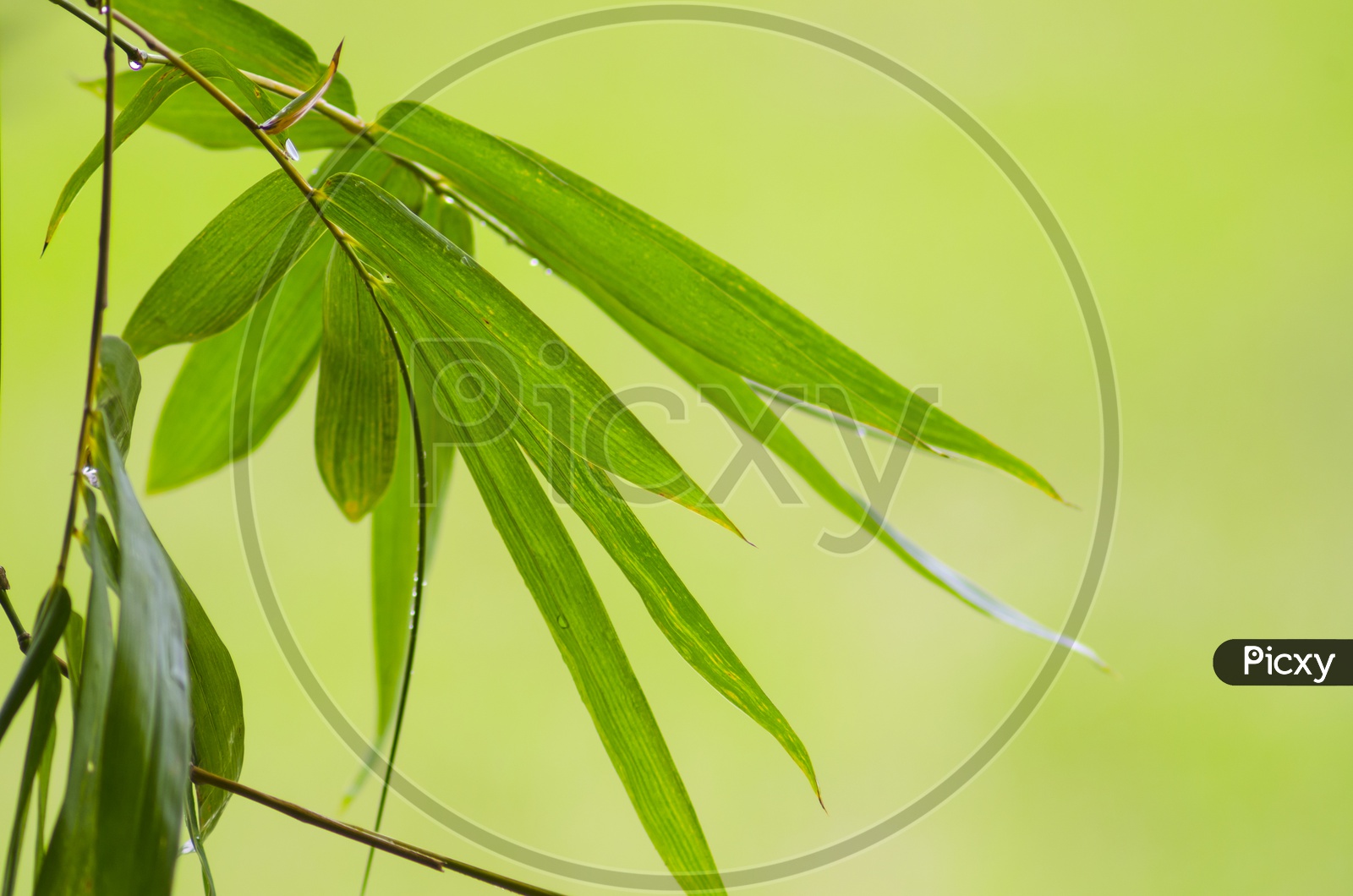 Green Bamboo leaf abstract background