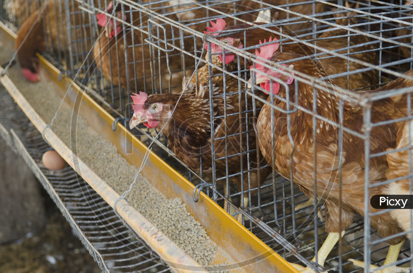 Chickens in a Farm, Thailand