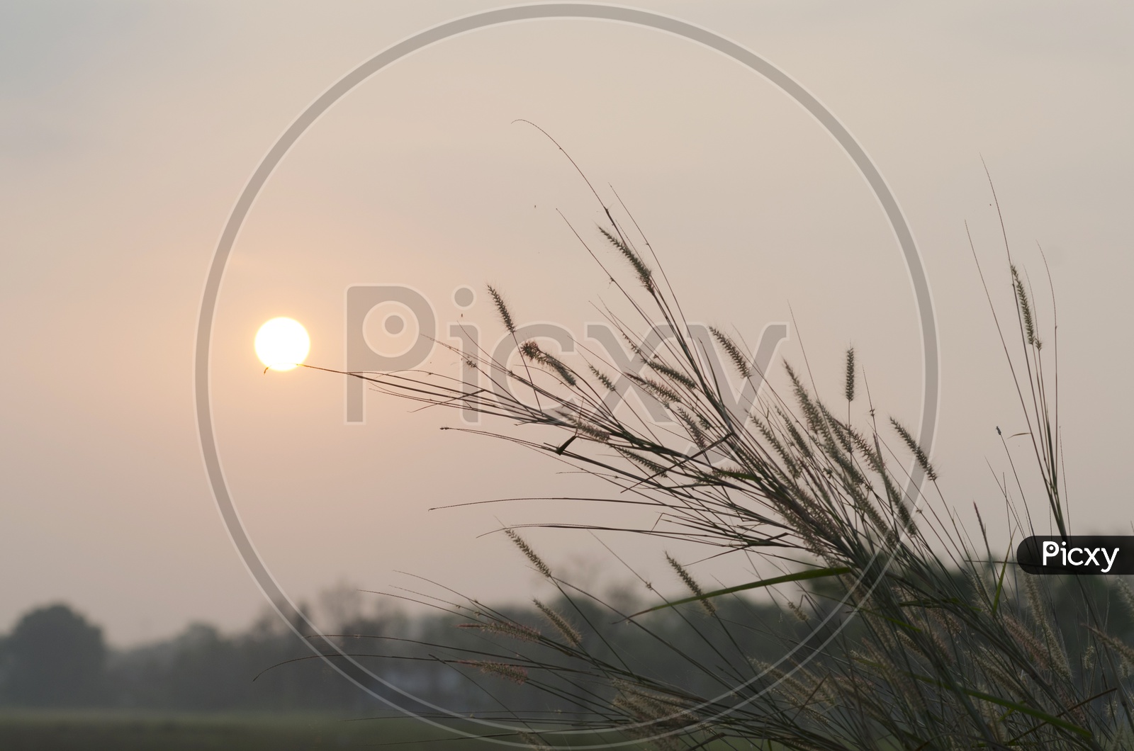 Silver Grass Sunset Sun  Background In Summer On The Fields of  Sam Khok National Park , Pathum , Thailand