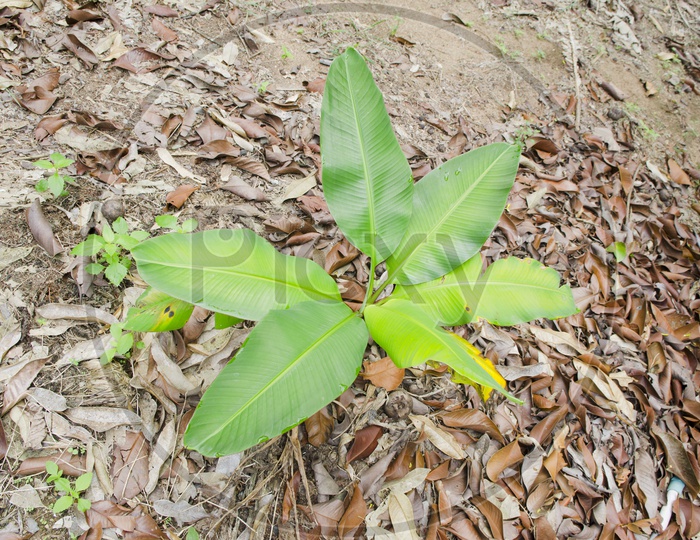 A small banana tree in the Thai orchard