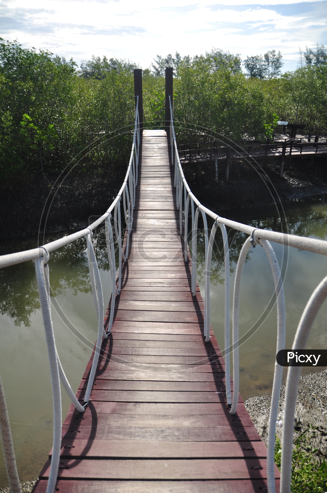 Wooden Bridge In Mangrove Forest With Cables Suspended