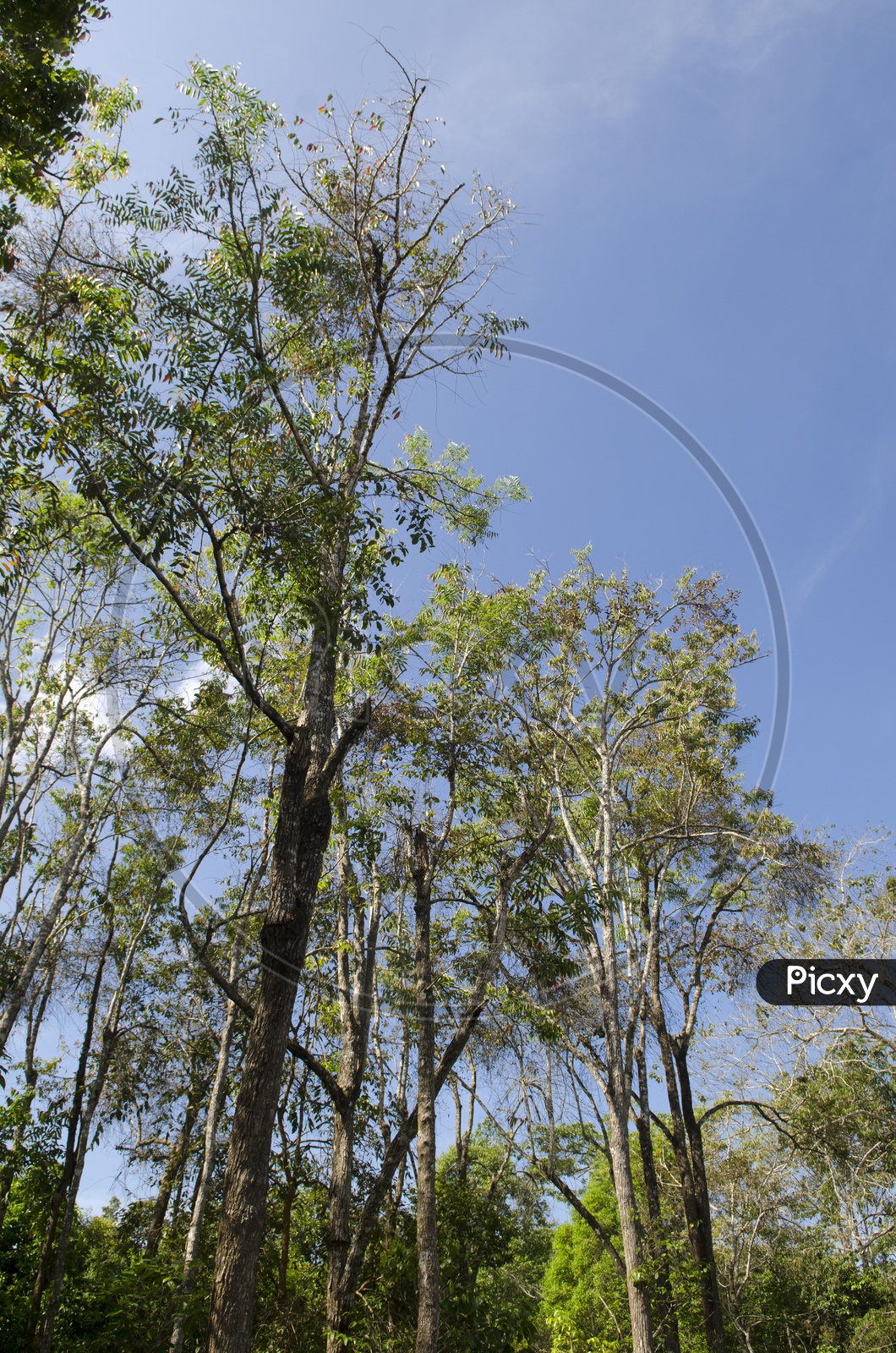 Tree Canopy With Over Bright Sky  At Khao Yai National Park, Thailand