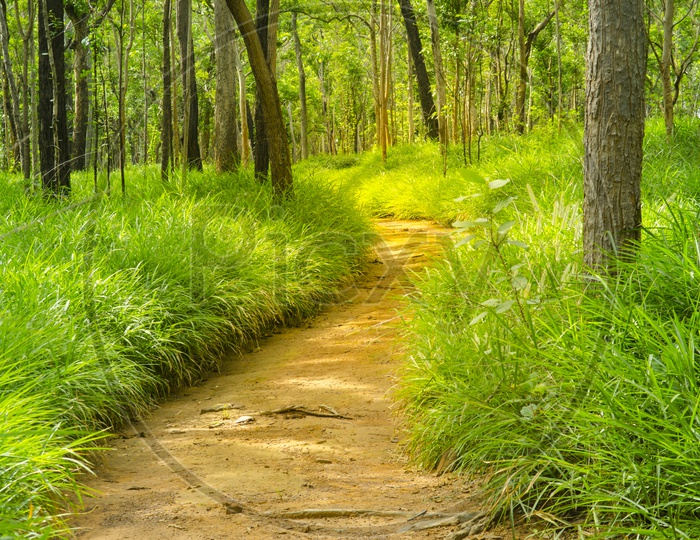 Image of Green Dipterocarp Forest of Thailand-UE496096-Picxy