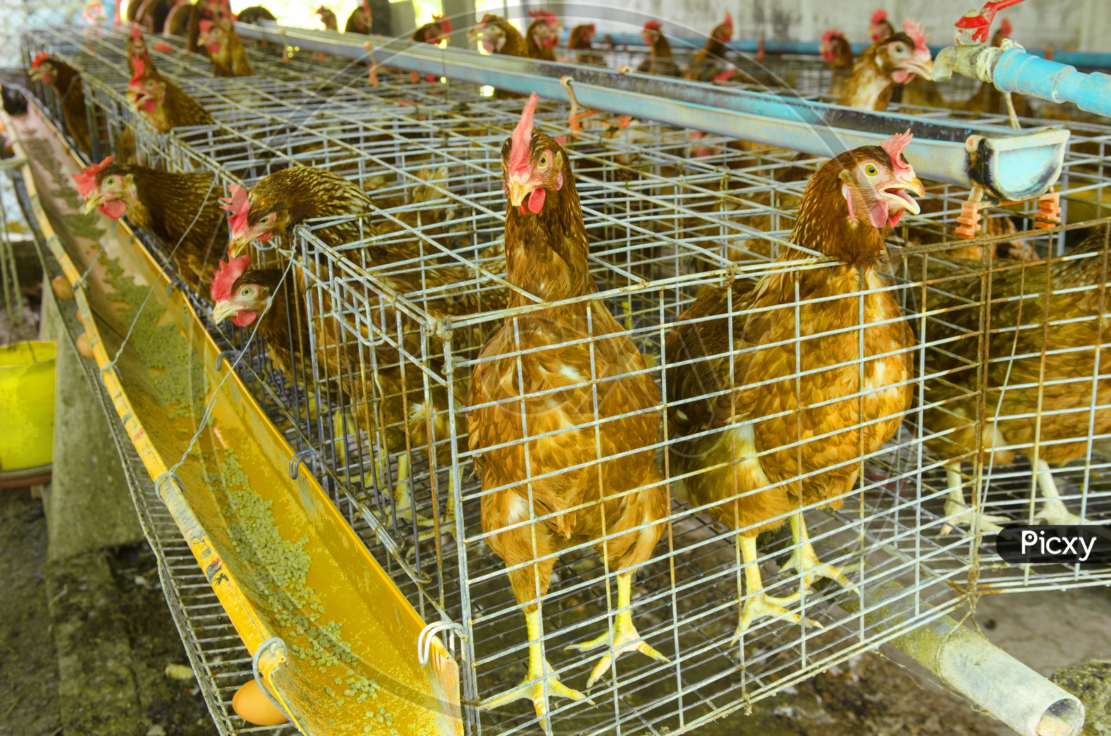 Chickens in a Local Farm, Thailand