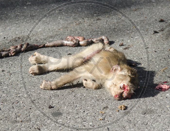 Remains of a monkey that was hit by a car.