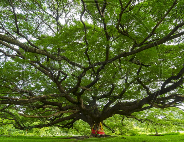 Wide angle of giant tree with spring leaves in Thailand