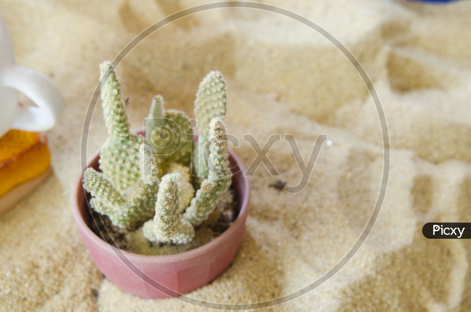 Cactus Plants In Ceramic pots