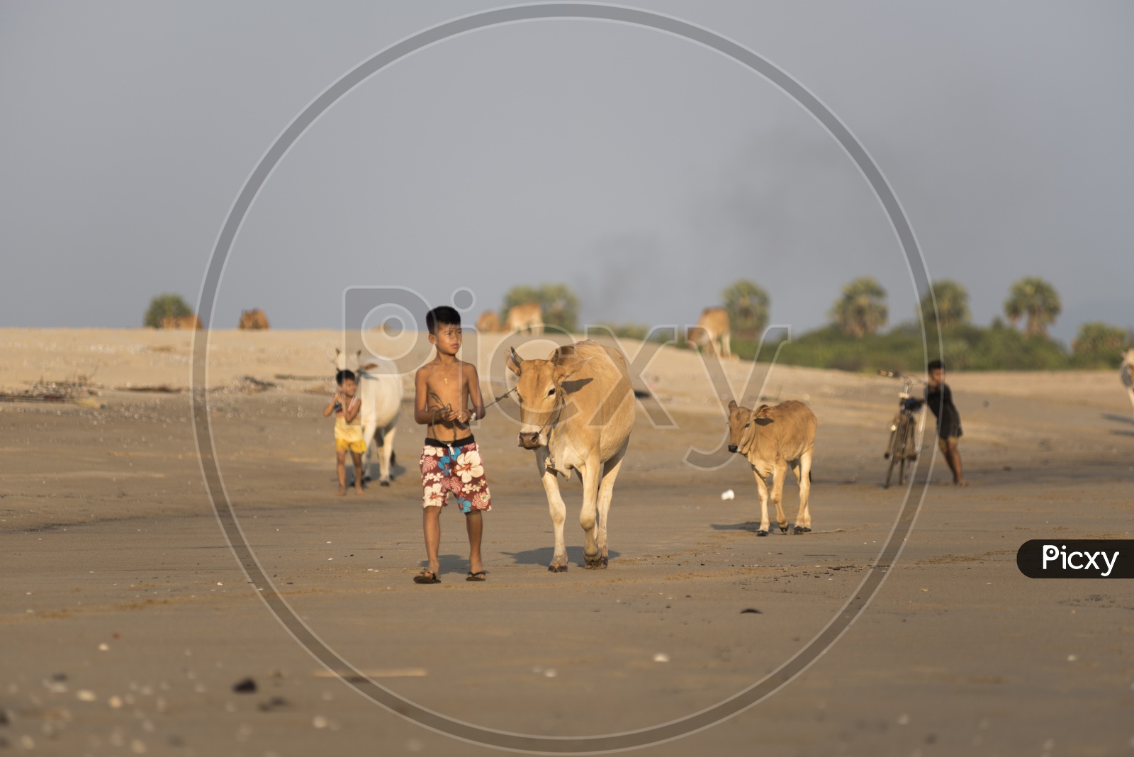 Mandalay children with cattle on field